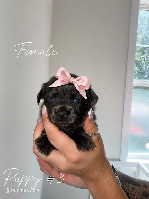 Puppy #3 – Chihuahua puppy for sale in Holly Ridge, NC