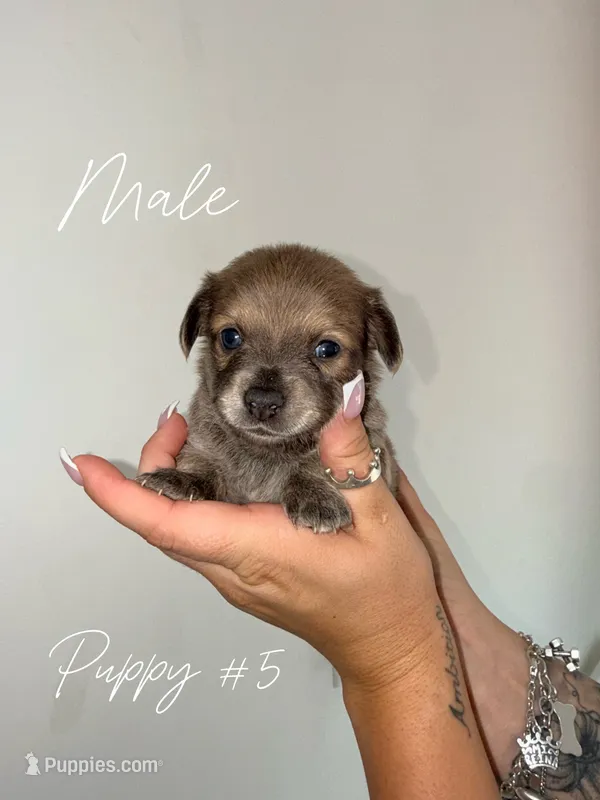 Puppy #5 – Chihuahua puppy for sale in Holly Ridge, NC
