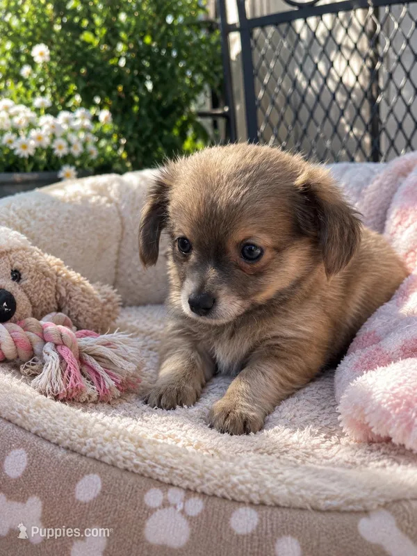 Puppy 1 – Chihuahua puppy for sale in Holly Ridge, NC