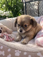 Puppy 1, a male Chihuahua for sale in Holly Ridge, NC – 1 of 3