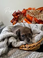 Puppy #5, a male Chihuahua for sale in Holly Ridge, NC – 3 of 3