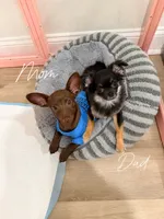 Puppy #1, a female Chihuahua for sale in Holly Ridge, NC – 2 of 3