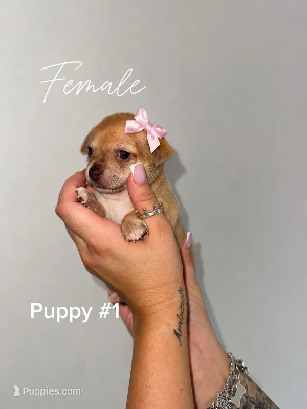 Puppy #1 – Chihuahua puppy for sale in Holly Ridge, NC