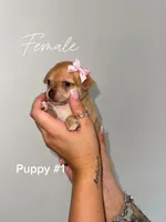Puppy #1, a female Chihuahua for sale in Holly Ridge, NC – 1 of 3