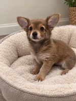 Puppy 1, a male Chihuahua for sale in Holly Ridge, NC – 2 of 3