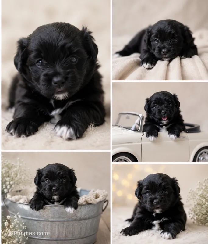 Storm – Pomeranian puppy for sale in Wilmington, NC