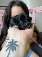 Shadow, a male Pomeranian for sale in Wilmington, NC – 2 of 3