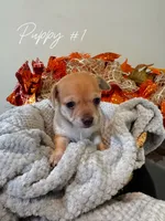 Puppy #1, a female Chihuahua for sale in Holly Ridge, NC – 3 of 3