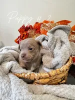 Puppy #2 , a female Chihuahua for sale in Holly Ridge, NC – 3 of 3