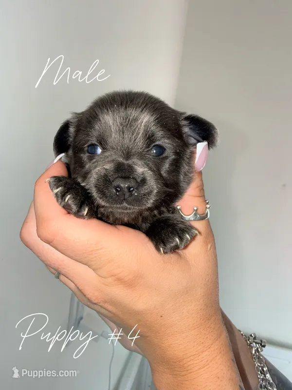 Puppy #4  – Chihuahua puppy for sale in Holly Ridge, NC