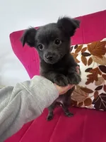 Puppy 2 , a male Chihuahua for sale in Holly Ridge, NC – 2 of 3