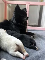 Snow, a female Pomeranian for sale in Wilmington, NC – 4 of 4