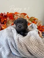 Puppy #3, a female Chihuahua for sale in Holly Ridge, NC – 3 of 3