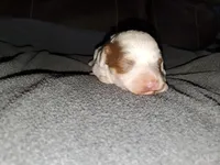 Daisy, a female Miniature Bernedoodle for sale in Leetonia, OH – 8 of 9