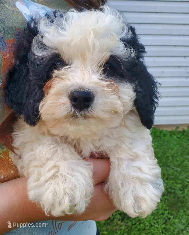 Amanda panda (tiny) – Miniature Bernedoodle puppy for sale in Leetonia, OH