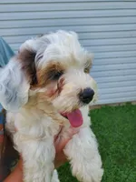Bo (blue eye), a female Miniature Bernedoodle for sale in Leetonia, OH – 7 of 8
