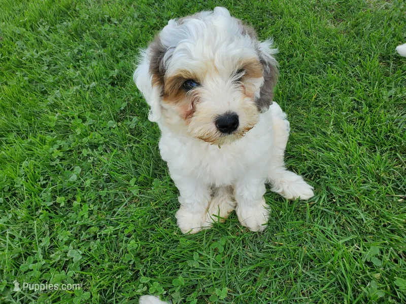 Bo (blue eye) – Miniature Bernedoodle puppy for sale in Leetonia, OH