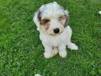 Bo (blue eye), a female Miniature Bernedoodle for sale in Leetonia, OH – 1 of 8