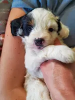 Patch, a male Miniature Bernedoodle for sale in Leetonia, OH – 6 of 10