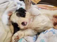 Duke (blue eye), a male Miniature Bernedoodle for sale in Leetonia, OH – 9 of 9
