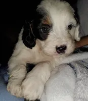 Patch, a male Miniature Bernedoodle for sale in Leetonia, OH – 2 of 10