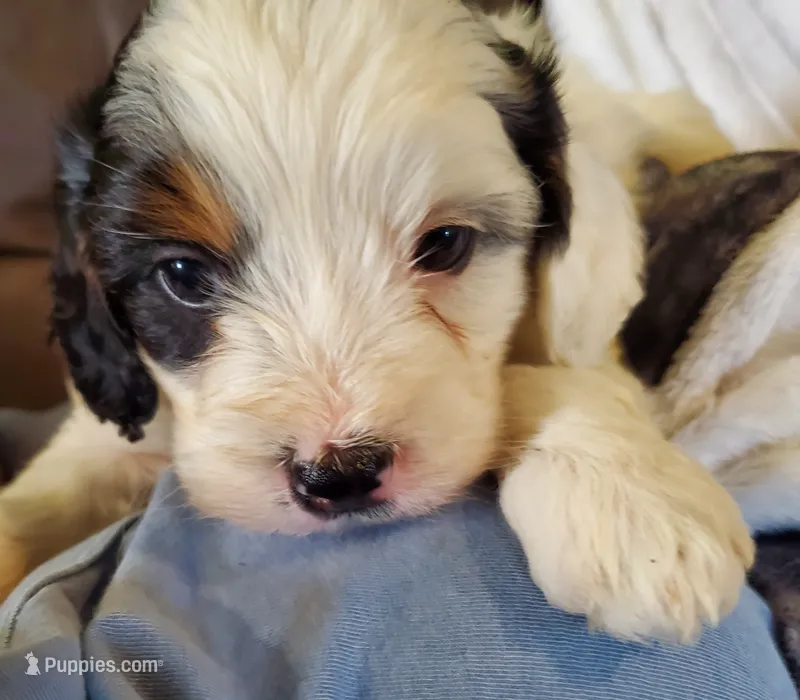 Patch – Miniature Bernedoodle puppy for sale in Leetonia, OH