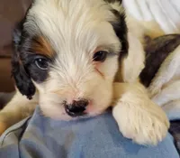 Patch, a male Miniature Bernedoodle for sale in Leetonia, OH – 1 of 10