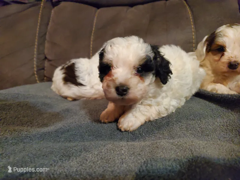 Amanda panda – Miniature Bernedoodle puppy for sale in Leetonia, OH
