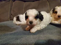 Amanda panda, a female Miniature Bernedoodle for sale in Leetonia, OH – 1 of 5
