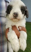 Dozer ( blue eyes), a male Miniature Bernedoodle for sale in Leetonia, OH – 3 of 10