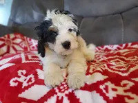 Patch, a male Miniature Bernedoodle for sale in Leetonia, OH – 2 of 10