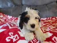 Patch, a male Miniature Bernedoodle for sale in Leetonia, OH – 4 of 10
