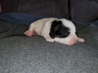 Patch, a male Miniature Bernedoodle for sale in Leetonia, OH – 7 of 8