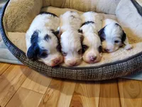 Dozer ( blue eyes), a male Miniature Bernedoodle for sale in Leetonia, OH – 6 of 10