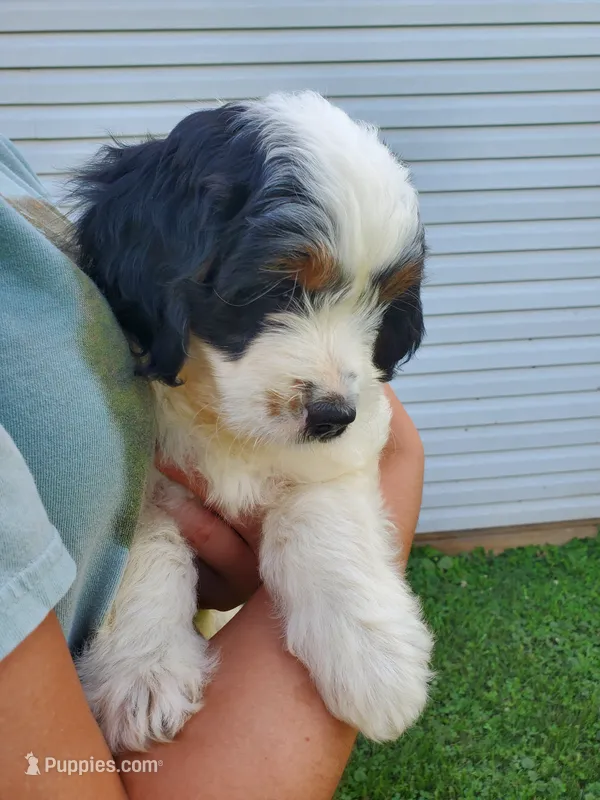 Snickers – Miniature Bernedoodle puppy for sale in Leetonia, OH
