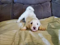 Buttons, a female Miniature Bernedoodle for sale in Leetonia, OH – 5 of 5