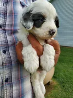 Dozer ( blue eyes), a male Miniature Bernedoodle for sale in Leetonia, OH – 7 of 10