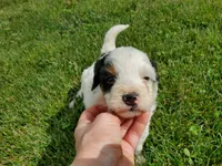 Patch, a male Miniature Bernedoodle for sale in Leetonia, OH – 9 of 10