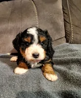Winston , a male Miniature Bernedoodle for sale in Leetonia, OH – 1 of 9