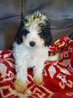 Duke , a male Miniature Bernedoodle for sale in Leetonia, OH – 3 of 10