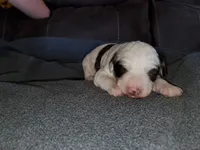 Dozer, a male Miniature Bernedoodle for sale in Leetonia, OH – 8 of 8