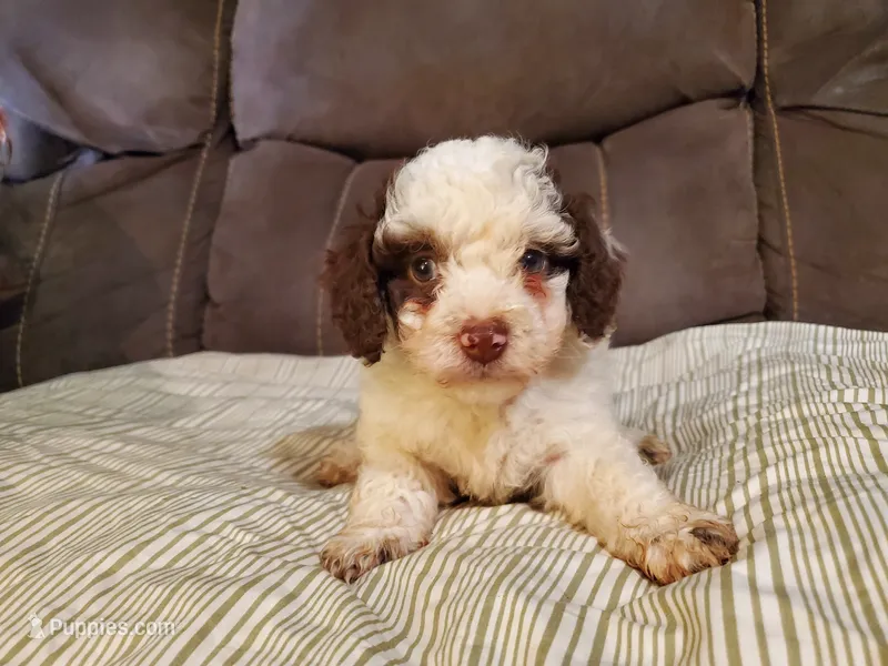 Teddy (greenish eyes) – Miniature Bernedoodle puppy for sale in Leetonia, OH