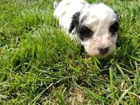 Amanda panda (tiny), a female Miniature Bernedoodle for sale in Leetonia, OH – 5 of 10