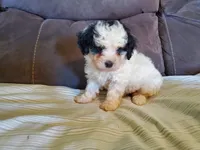 Amanda panda (tiny), a female Miniature Bernedoodle for sale in Leetonia, OH – 4 of 10