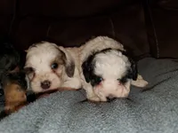 Amanda panda, a female Miniature Bernedoodle for sale in Leetonia, OH – 5 of 5