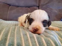 Dozer ( blue eyes), a male Miniature Bernedoodle for sale in Leetonia, OH – 2 of 10