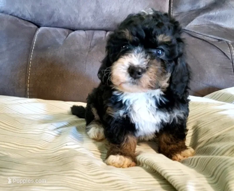 Lily, a female Miniature Bernedoodle for sale in Leetonia, OH – 1 of 8