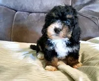 Lily, a female Miniature Bernedoodle for sale in Leetonia, OH – 1 of 8
