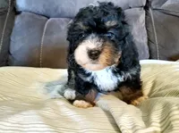 Lily, a female Miniature Bernedoodle for sale in Leetonia, OH – 8 of 8