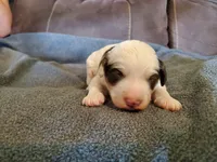 Dozer, a male Miniature Bernedoodle for sale in Leetonia, OH – 4 of 8